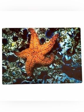 Photo Tin Laguna Beach Artist Signed Sea Star Photo 5x7 Starfish Interior Decor